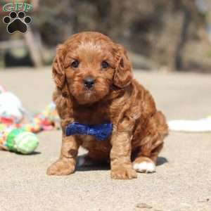 Glen, Cavapoo Puppy